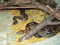 Boa de Madagascar, Acrantophis madagscariensis (ord Squamates)(ss-ord Ophidiens)(fam Boides) (Photo F. Mrugala) (1)